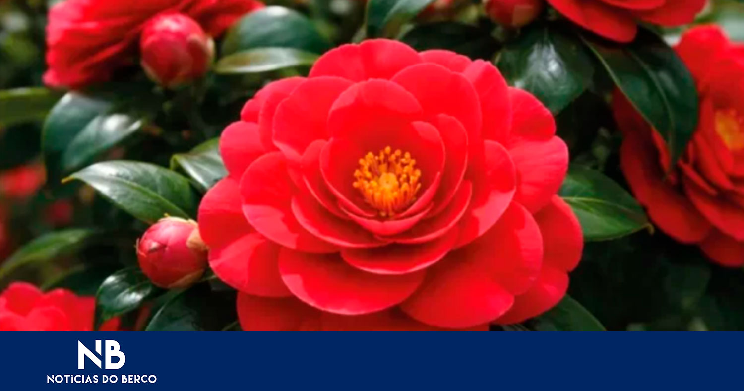 Inscrições abertas para a XIII Exposição de Camélias de Guimarães